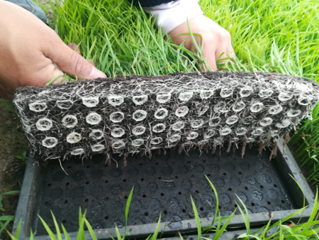 燕来水稻育苗基质得到用户高度认可